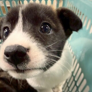 かわいい子犬　さくらもちちゃん　2ヶ月