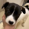 かわいい子犬　さくらもちちゃん　2ヶ月 サムネイル2