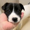 かわいい子犬　さくらもちちゃん　2ヶ月 サムネイル3