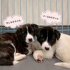 かわいい子犬　さくらもちちゃん　2ヶ月 サムネイル4