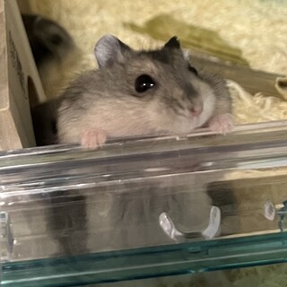 ジャンガリアンハムスターの赤ちゃん