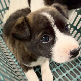 かわいい子犬　ひしもちちゃん　2ヶ月