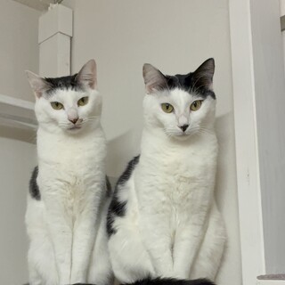 同い年のいとこ同士♡一緒に募集