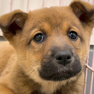 かわいい子犬　ふとしくん　2ヶ月