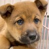 かわいい子犬　ふとしくん　2ヶ月 サムネイル2