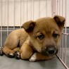 かわいい子犬　ふとしくん　2ヶ月 サムネイル3