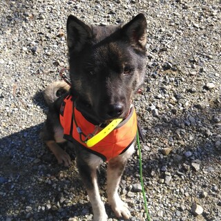 紀州犬2歳オス　大人しい男の子