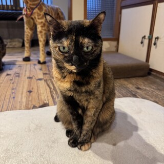 まんまる顔の激かわナターレちゃん