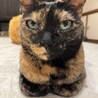 まんまる顔の激かわナターレちゃん サムネイル2