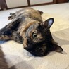 まんまる顔の激かわナターレちゃん サムネイル3