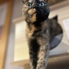 まんまる顔の激かわナターレちゃん サムネイル4