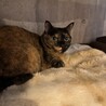 まんまる顔の激かわナターレちゃん サムネイル5