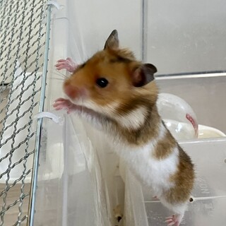 「里親募集」ゴールデンハムスター　女の子