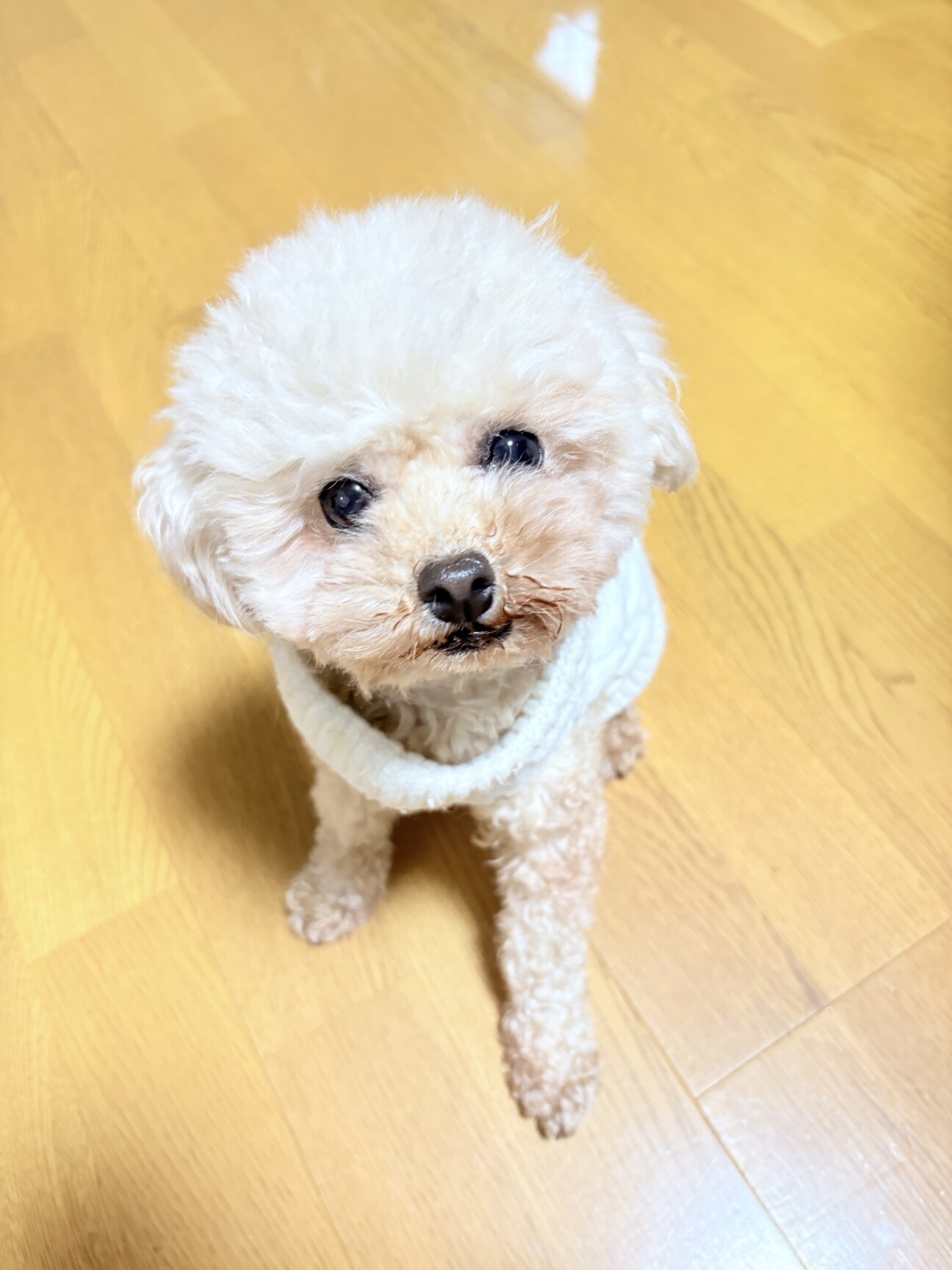里親様募集♡送料込み。アプリコットちゃん。トップノット。 里親様募集♡送料込み。アプリコットちゃん。トップノット。 【公式通販】