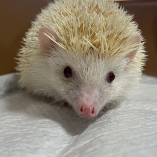 ハリネズミ（3歳）