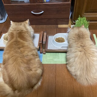 茶白２匹一緒にお願いします