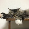 の写真