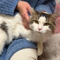 人が大好きな長毛の男の子　前足断脚してます
