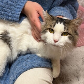 人が大好きな長毛の男の子　前足断脚してます