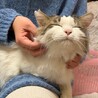 人が大好きな長毛の男の子　前足断脚してます サムネイル3
