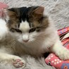 人が大好きな長毛の男の子　前足断脚してます サムネイル4