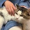 人が大好きな長毛の男の子　前足断脚してます サムネイル5