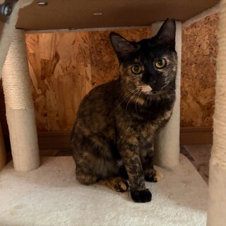 個性的なさびちゃん　ツバキやっこ7カ月