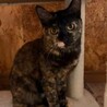 個性的なさびちゃん　ツバキやっこ7カ月 サムネイル4