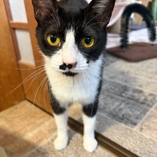 八割れまんまるお目目のごろごろ猫バニラちゃん8カ月