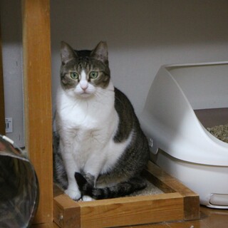 キジ白猫のさくらちゃん