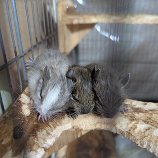 デグーベビー 3匹