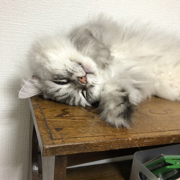 の写真