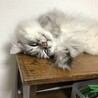 の写真