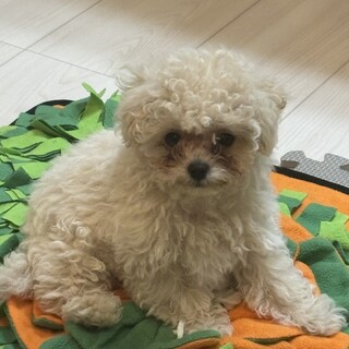 ビションプー　男の子