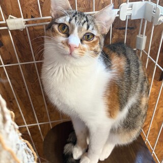 三毛女の子ミュウ八か月