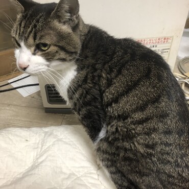 これが、鯖ちゃん最後の画像です。