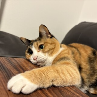 マイペースここちゃん