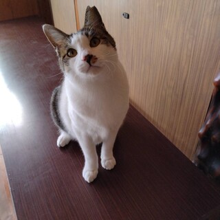 甘えん坊のグリグリ巻きしっぽ、さちくん♪