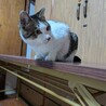 甘えん坊のグリグリ巻きしっぽ、さちくん♪ サムネイル2
