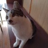 甘えん坊のグリグリ巻きしっぽ、さちくん♪ サムネイル3