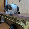 甘えん坊のグリグリ巻きしっぽ、さちくん♪ サムネイル4
