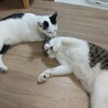 甘えん坊のグリグリ巻きしっぽ、さちくん♪ サムネイル5