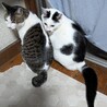 甘えん坊のグリグリ巻きしっぽ、さちくん♪ サムネイル6