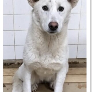 殺処分対象❗️収容期限3/17迄❗️延長なし