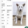 殺処分対象❗️収容期限3/17迄❗️延長なし サムネイル2