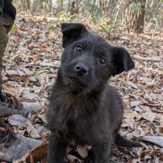黒毛の元気娘おはぎちゃん