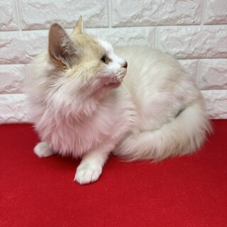 長毛白×クリーム！人に寄り添う甘えっ子❤ボス