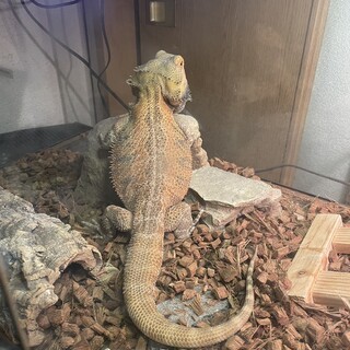 フトアゴヒゲトカゲの里親募集