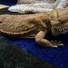フトアゴヒゲトカゲの里親募集 サムネイル2