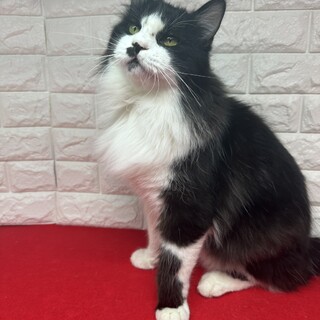 長毛好き必見！甘えん坊でシャイな性格❤ハチ公